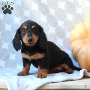 Dasha – Mini, Dachshund Puppy