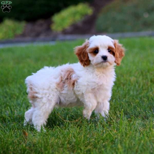 Davey, Cavapoo Puppy