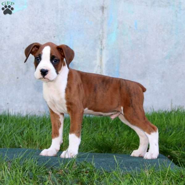 Davey, Boxer Puppy