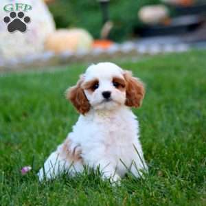 Davey, Cavapoo Puppy