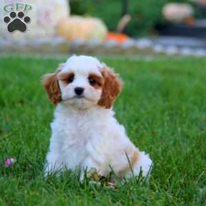 Davey, Cavapoo Puppy