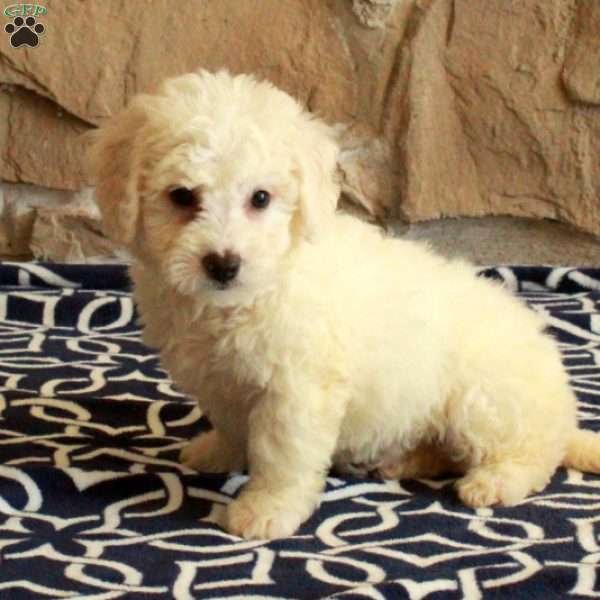 Dawn, Bichon Frise Puppy