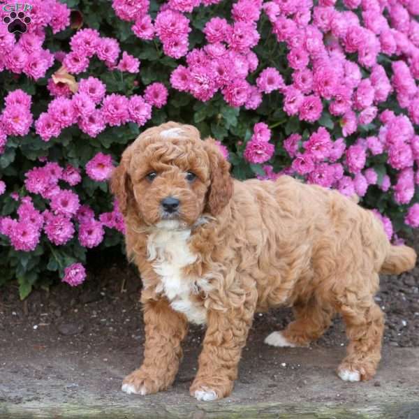 Dawson, Mini Goldendoodle Puppy