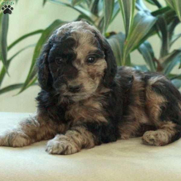 Dax, Miniature Poodle Puppy