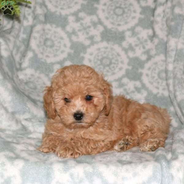 Dean, Maltipoo Puppy