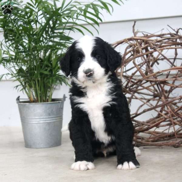 Dean, Bernedoodle Puppy