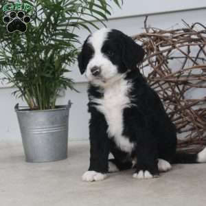 Dean, Bernedoodle Puppy