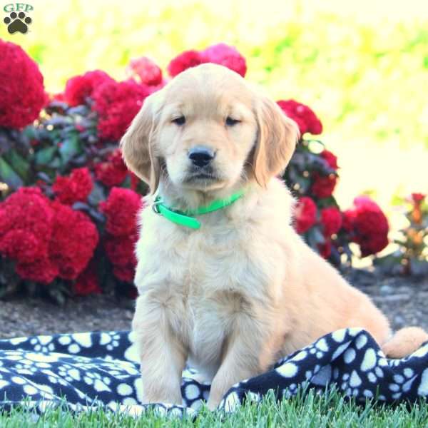 Deb, Golden Retriever Puppy