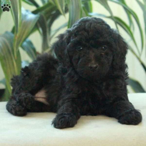 Della, Miniature Poodle Puppy