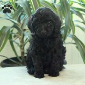 Della, Miniature Poodle Puppy