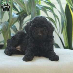 Della, Miniature Poodle Puppy