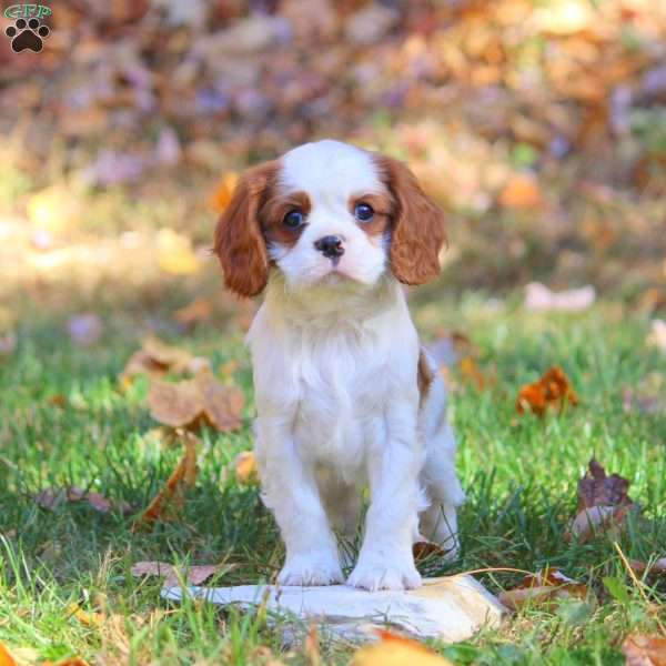 Demi, Cavapoo Puppy