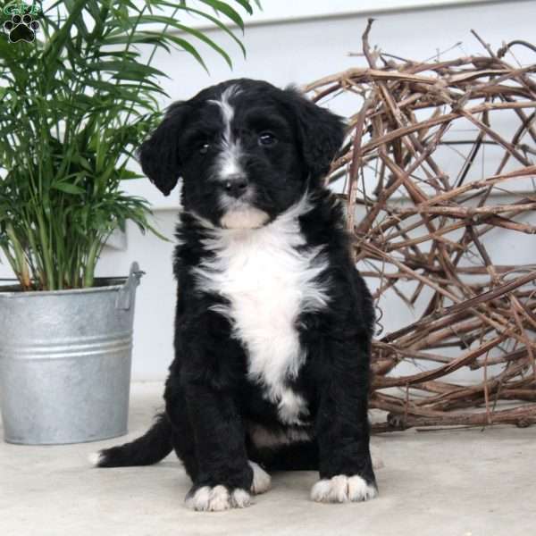 Demi, Bernedoodle Puppy