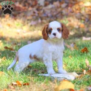 Demi, Cavapoo Puppy