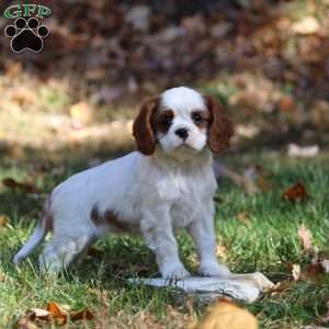 Demi, Cavapoo Puppy