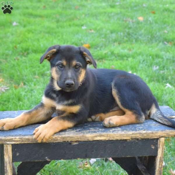 Denim, German Shepherd Mix Puppy