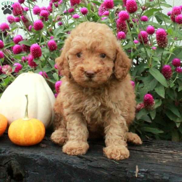 Denver, Miniature Poodle Puppy