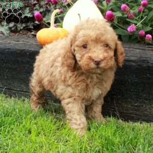 Denver, Miniature Poodle Puppy