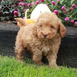 Denver, Miniature Poodle Puppy