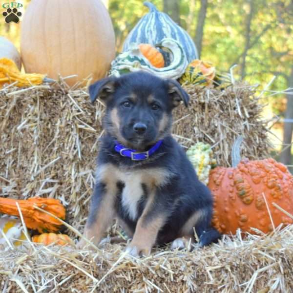 Deputy, German Shepherd Mix Puppy