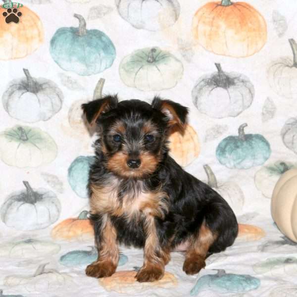 Derek, Yorkie Puppy