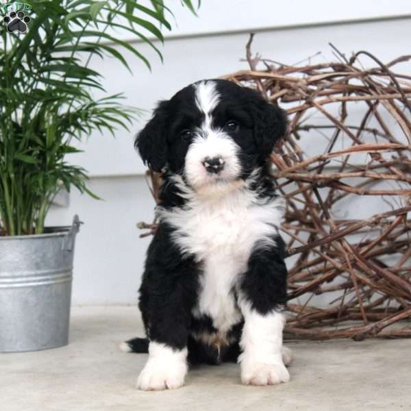 Derek, Bernedoodle Puppy