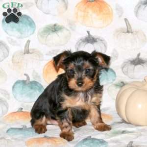 Derek, Yorkie Puppy