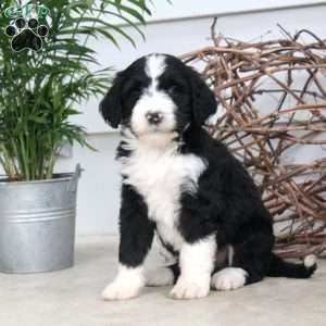 Derek, Bernedoodle Puppy