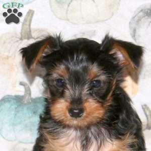 Derek, Yorkie Puppy