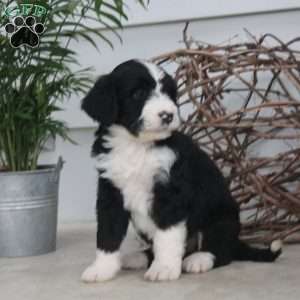 Derek, Bernedoodle Puppy