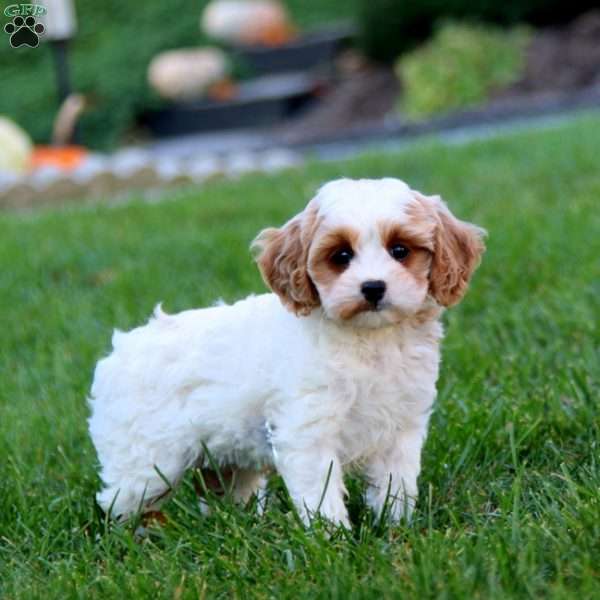 Derek, Cavapoo Puppy