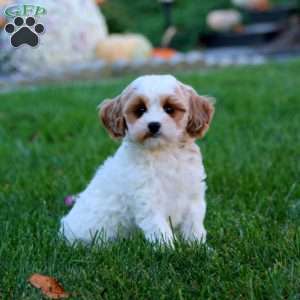 Derek, Cavapoo Puppy