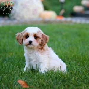 Derek, Cavapoo Puppy