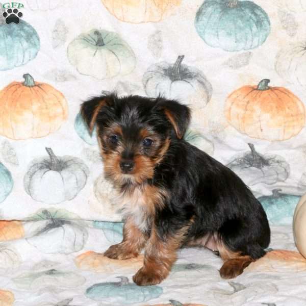 Destiny, Yorkie Puppy