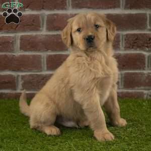 Dexter, Golden Retriever Puppy