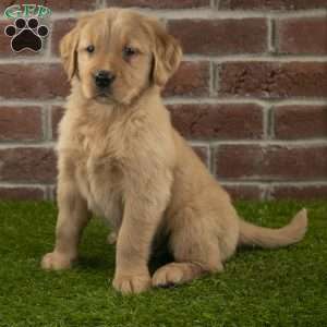 Dexter, Golden Retriever Puppy