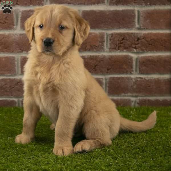 Dexter, Golden Retriever Puppy