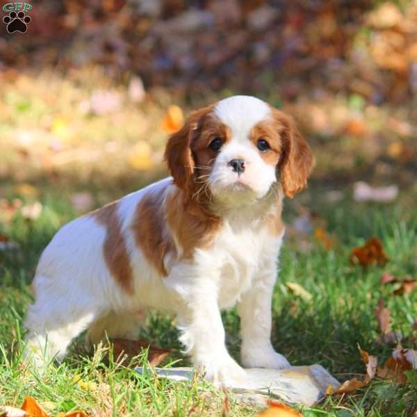 Dexter, Cavapoo Puppy