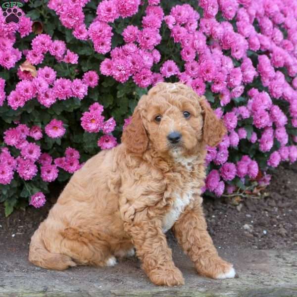 Dexter, Mini Goldendoodle Puppy