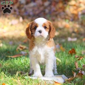 Dexter, Cavapoo Puppy