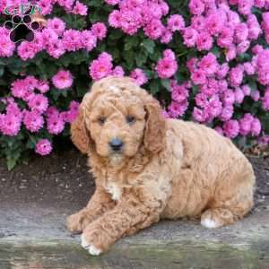 Dexter, Mini Goldendoodle Puppy