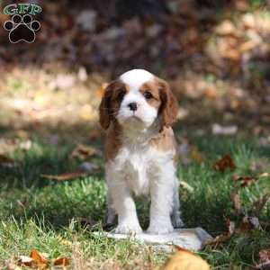 Dexter, Cavapoo Puppy