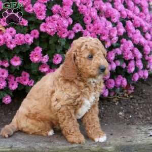 Dexter, Mini Goldendoodle Puppy