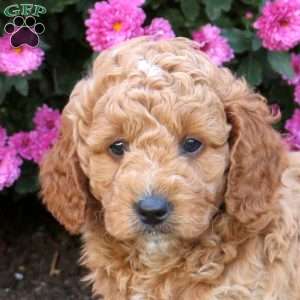 Dexter, Mini Goldendoodle Puppy