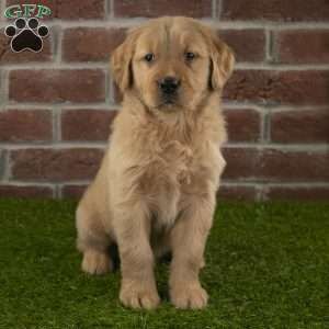 Dexter, Golden Retriever Puppy