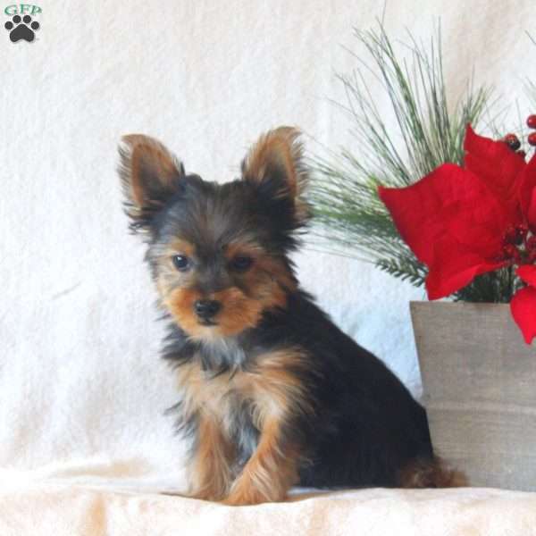 Diamond, Yorkie Puppy