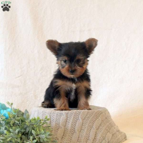 Diamond, Yorkie Puppy