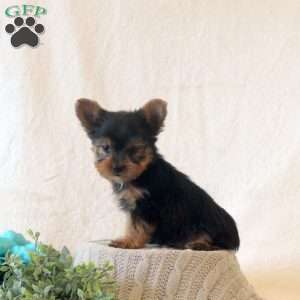 Diamond, Yorkie Puppy