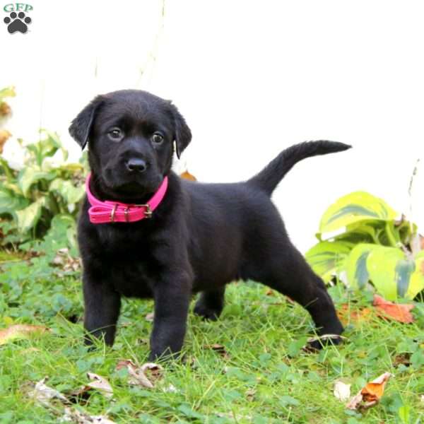 Diamond, Black Labrador Retriever Puppy