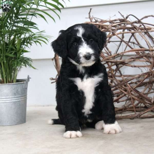 Diana, Bernedoodle Puppy